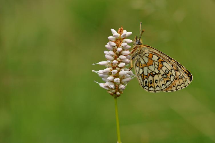 Nacré de la Bistorte © Ghislain Riou