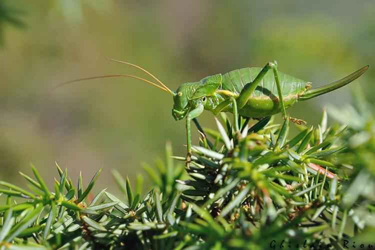 Callicrania ramburii - Ephippigère gascone femelle, Urau 31 © Ghislain Riou