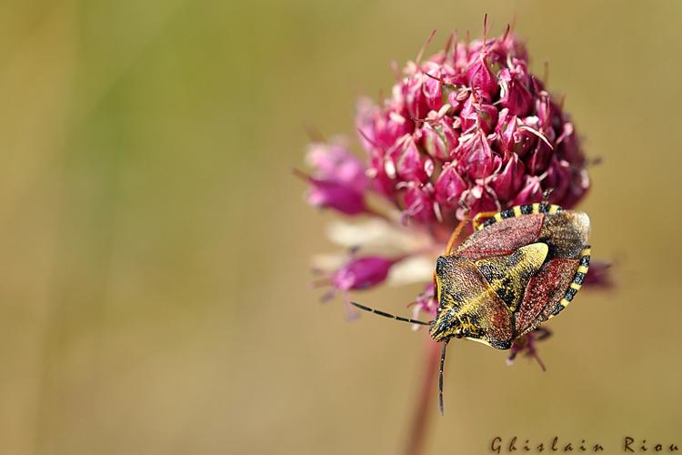 Carpocoris pudicus © Ghislain Riou