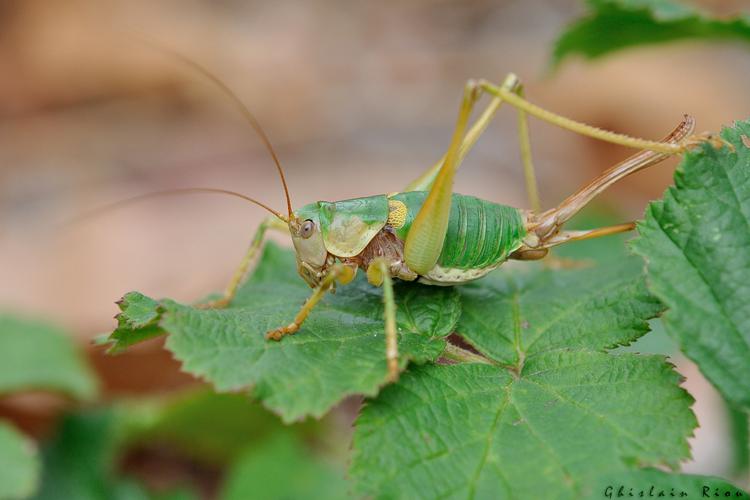 Antaxius sorrezensis - Antaxie cévenole femelle, Rougiers de Camarès 12 © Ghislain Riou