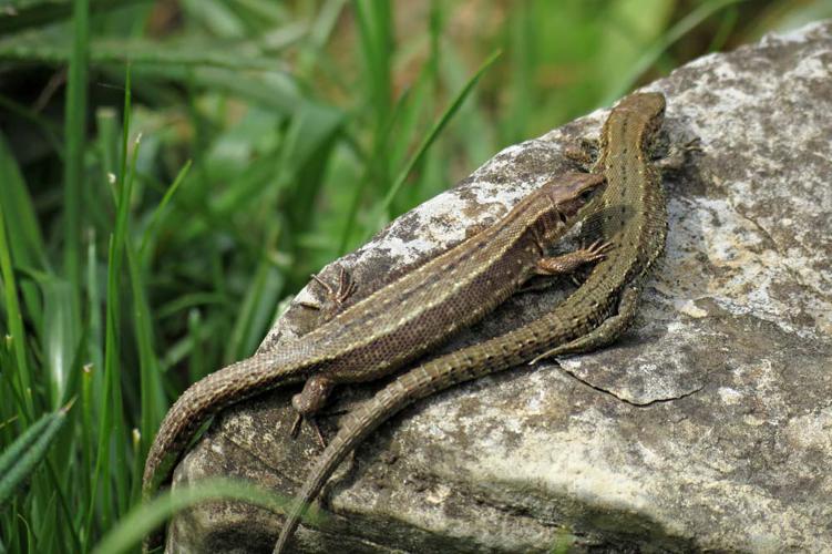 Zootoca vivipara louislantzi, couple en héliothermie (Ariège) © Claudine Delmas