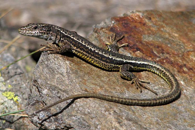 Lézard d'Aurélio - Iberolacerta aurelioi - Ariège © Claudine Delmas