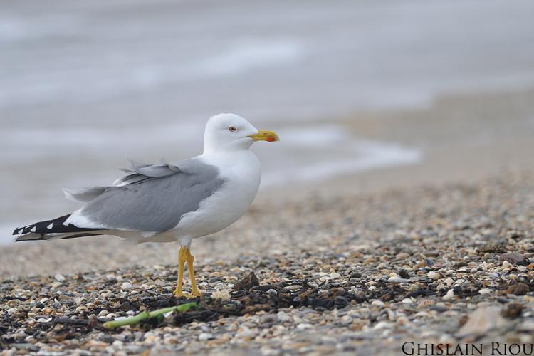 Goéland leucophée © Ghislain Riou