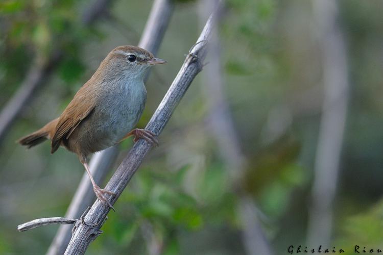 Bouscarle de Cetti © Ghislain Riou