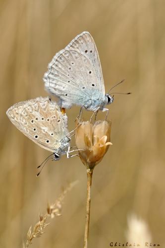 Accouplement de Polyommatus daphnis, 30 juillet 2016, Navacelles (34) © Ghislain Riou