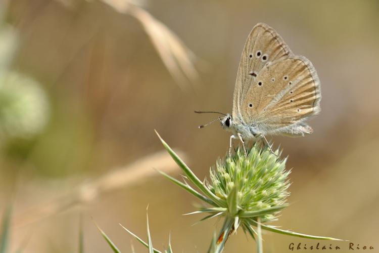 Polyommatus dolus, 30 juillet 2016, Navacelles (34) © Ghislain Riou