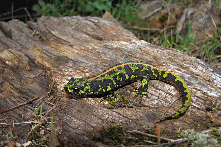 Triton marbré - Triturus marmoratus - Aveyron © Claudine Delmas