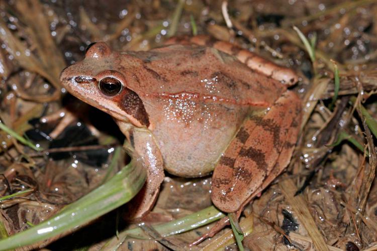 Rana dalmatina  (Ariège) © Claudine Delmas