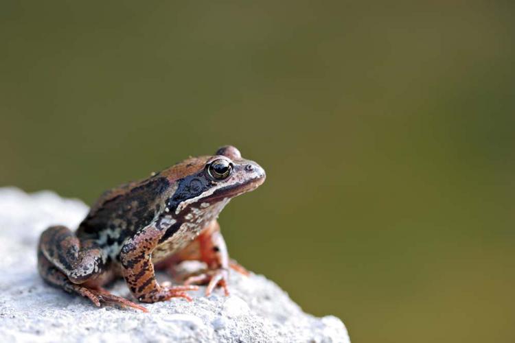 Grenouille rousse - Rana temporaria © Claudine Delmas