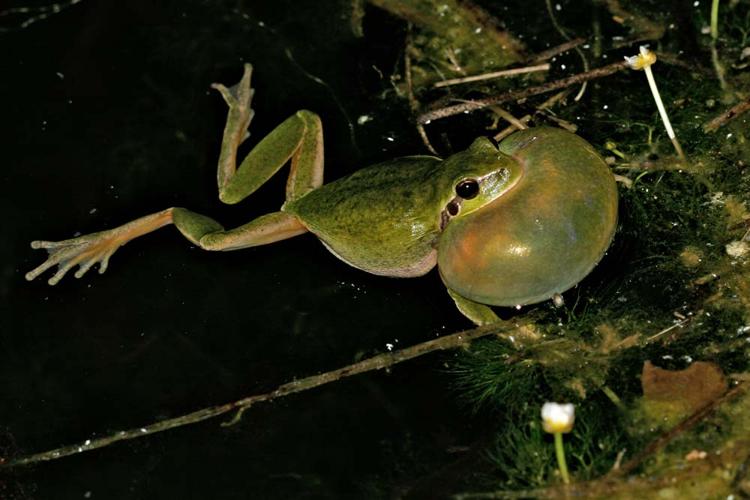 Hyla meridionalis, mâle en train de chanter, sac vocal gonflé (Ariège) © Claudine Delmas