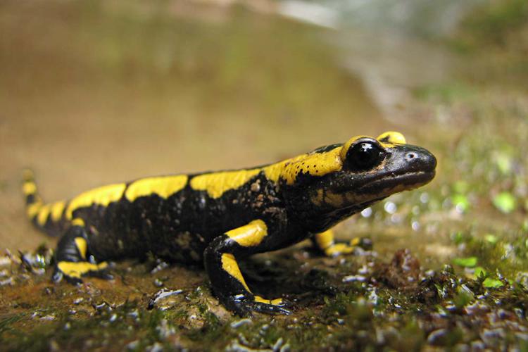 Salamandra salamandra terrestris, femelle en train de mettre-bas ses larves (Ariège) © Claudine Delmas