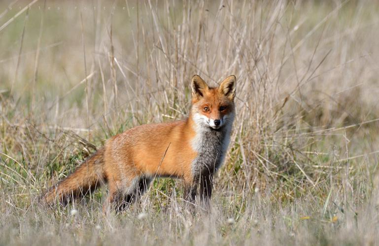 Renard roux- Vulpes vulpes -  Vallée de l'Arros © Gilles Pottier