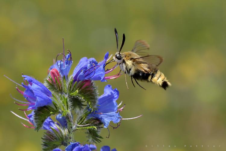 Sphinx de la Scabieuse (=Sphinx-Bourdon) - Hemaris tityus (plateau de Guilhaumard, Aveyron) © Gilles Pottier