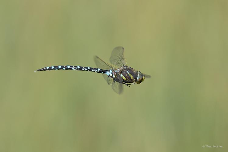 Aeschne des joncs - Aeshna juncea © Gilles Pottier