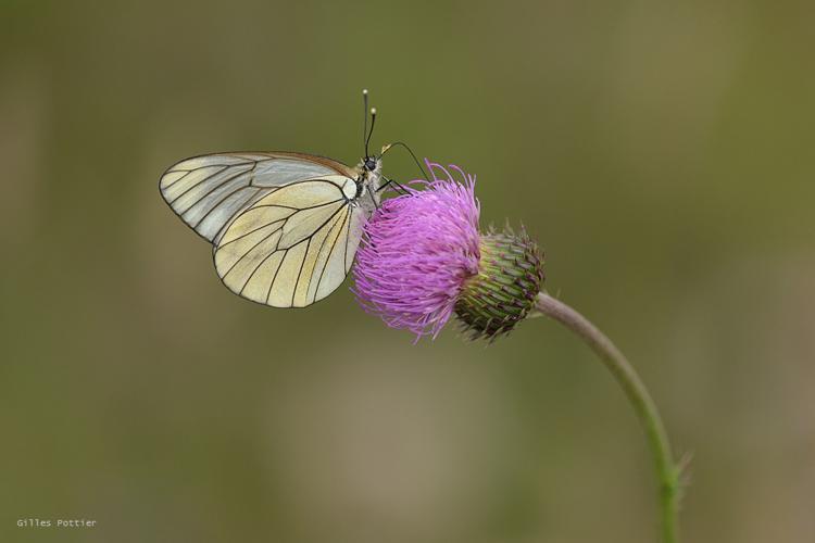 Gazé - Aporia crataegi - Limogne-en-Quercy (Lot) © Gilles Pottier