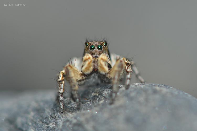mâle adulte de Saltique marqué - Aelurillus V-insignutus © Gilles Pottier