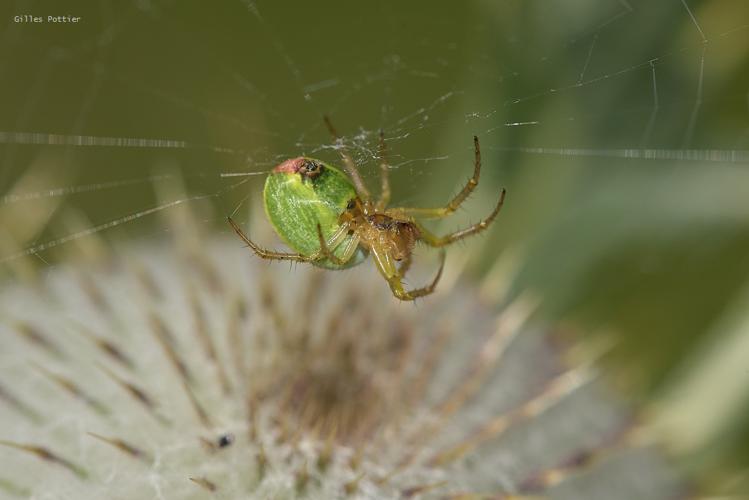 Épeires concombres - Araniella cucurbitina - Arrens-Marsous © Gilles Pottier