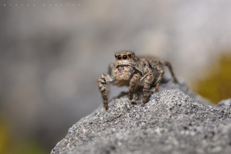 Femelle d'Asianellus festivus © Gilles Pottier