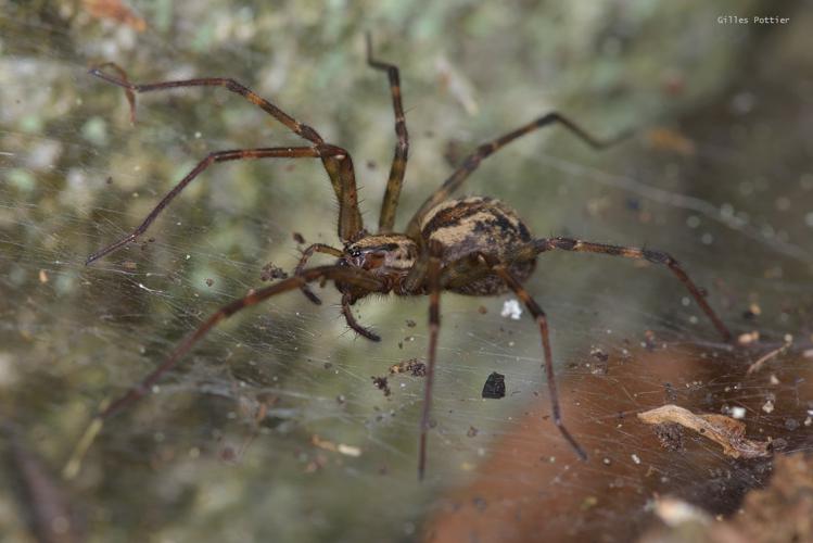 Femelle d'Eratigena inermis - (Arrens-Marsous) © Gilles Pottier