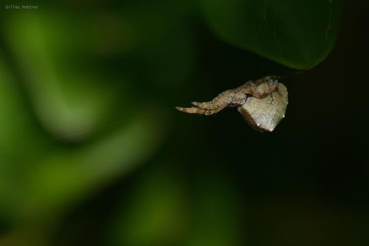 Araignée triangle - Hyptiotes paradoxus - Beaudéan © Gilles Pottier