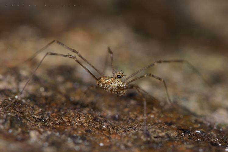 Megabunus diadema - Vallée de Lesponne © Gilles Pottier