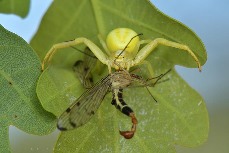 Femelle de Misumena vatia - (Labatut) © Gilles Pottier