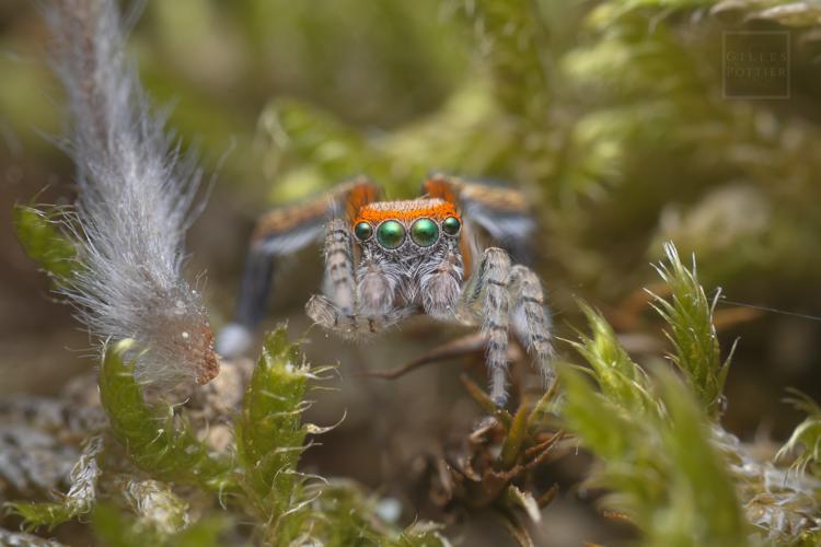 Saitis barbipes ♂ (Montgaillard, Htes-Pyrénées, 02/06/2022). © Gilles Pottier