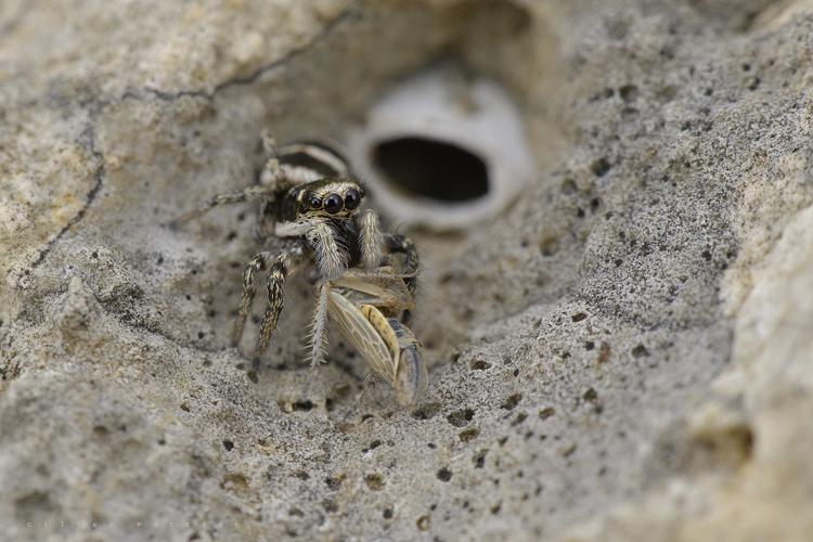 Saltique arlequin - Salticus scenicus - Petites Pyrénées ariégeoises © Gilles Pottier