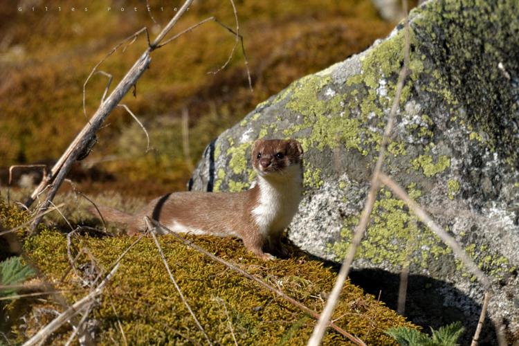 Belette d'Europe - Mustela nivalis - Ancizan © Gilles Pottier