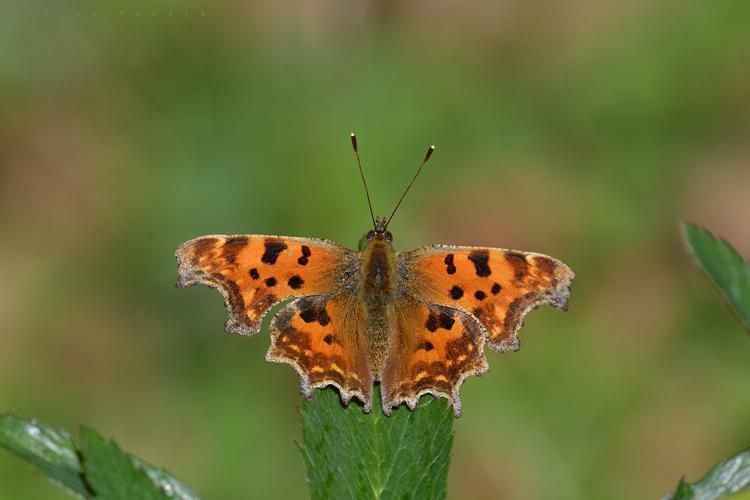 Robert-le-diable - Polygonia c-album - Asque (Hautes-Pyrénées) © Gilles Pottier