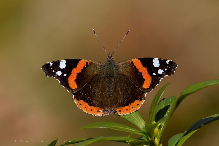 Vulcain - Vanessa atalanta - Campan © Gilles Pottier