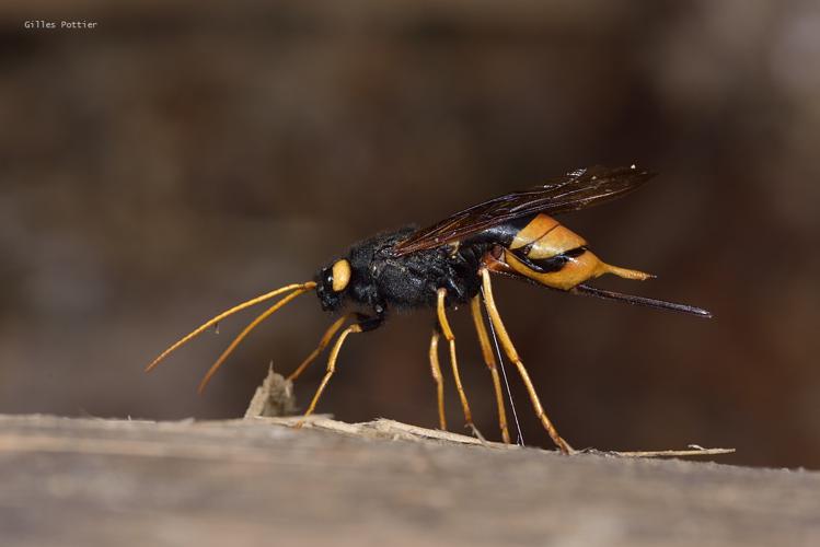 Urocerus gigas, femelle forant une grume de Sapin pectiné © Gilles Pottier