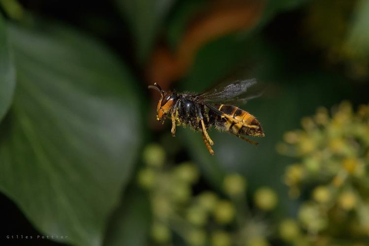 Vespa velutina -  Bagnères-de-Bigorre © Gilles Pottier