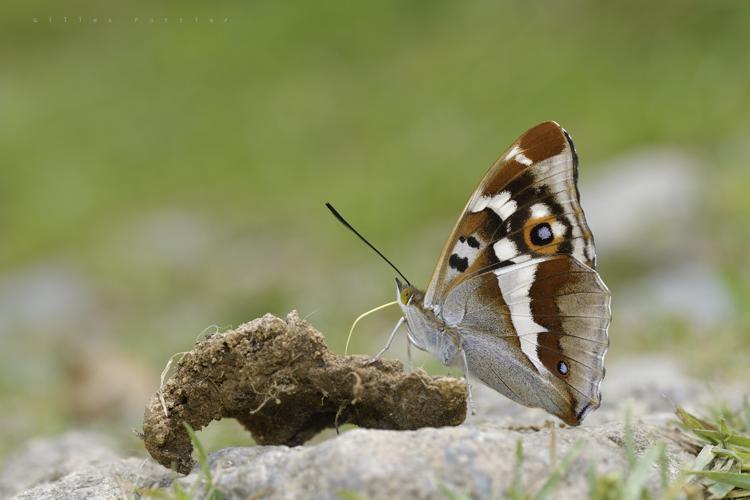 Grand mars changeant - Apatura iris - Haute vallée de Lesponne © Gilles Pottier