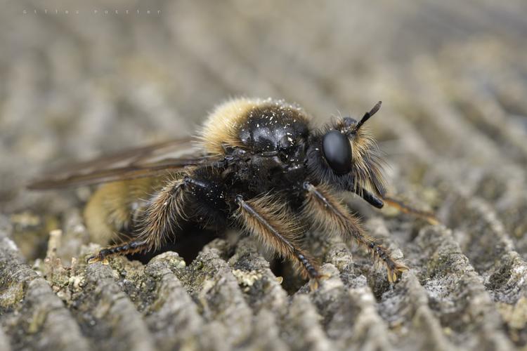 Laphria flava, femelle déposant sa ponte dans une souche de Sapin pectiné (massif du Signal de Bassia) © Gilles Pottier