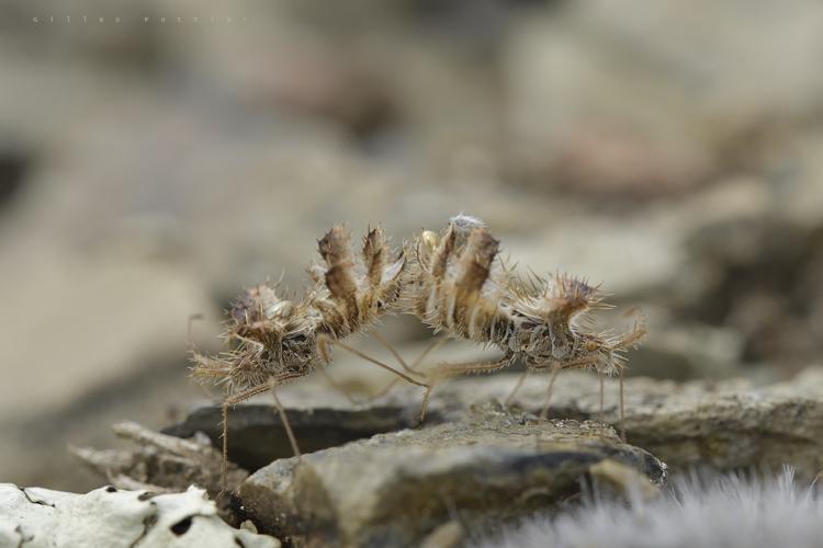 Phyllomorpha laciniata, accouplement de deux individus porteurs d'œufs (vallée d'Aure) © Gilles Pottier