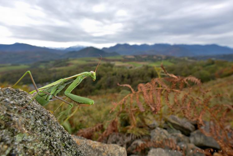 Femelle adulte de Mante religieuse  - Mantis religiosa - Julos © Gilles Pottier