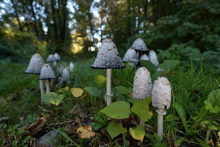 Coprin chevelu  - Coprinus comatus - Ripisylve de l'Adour (Bernac-Debat) © Gilles Pottier