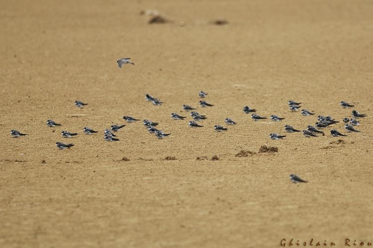 Hirondelle de rivage - Fleury 11 © Ghislain Riou