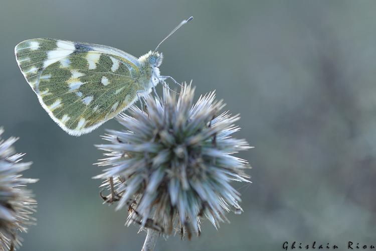 Marbré-de-vert © Ghislain Riou