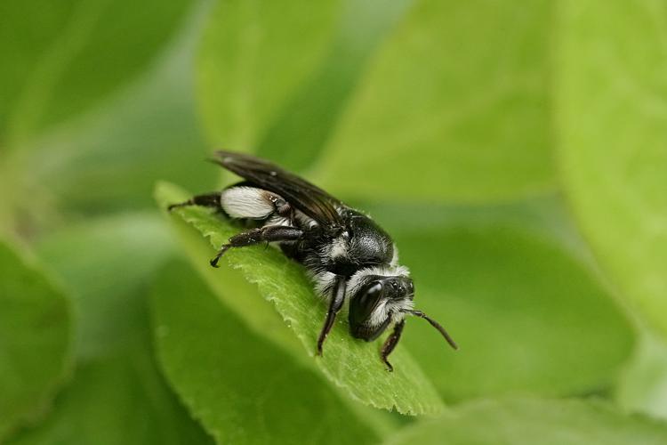 Andrena agilissima - Ordan Larroque (Gers) © Laurent Barthe