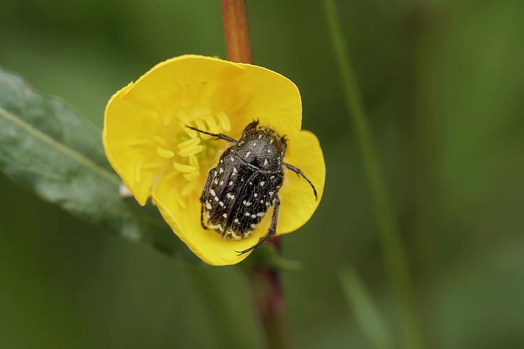 Oxythyrea funesta - Le drap mortuaire - Ordan-Larroque (Gers) © Laurent Barthe