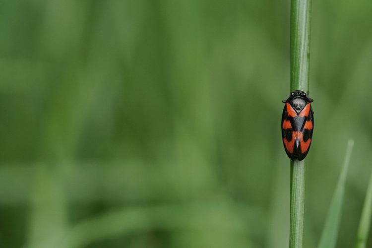 Cercopis vulnerata - Ordan-Larroque (Gers) © Laurent Barthe