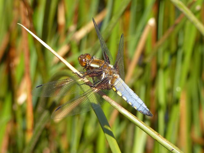 Libellule déprimée - Libellula depressa © Pierre Grisvard