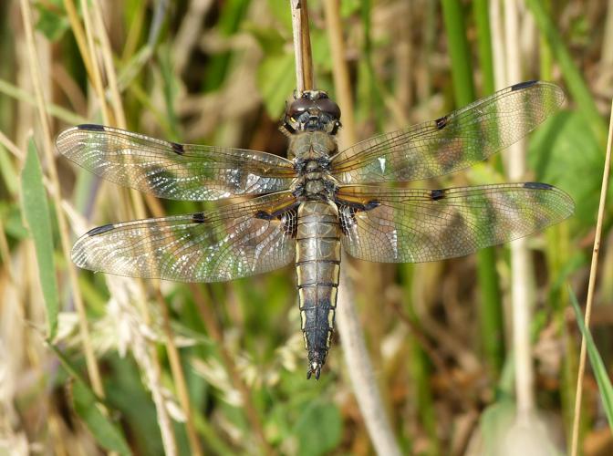 Libellule à quatre taches (mâle) -  Libellula quadrimaculata © Pierre Grisvard