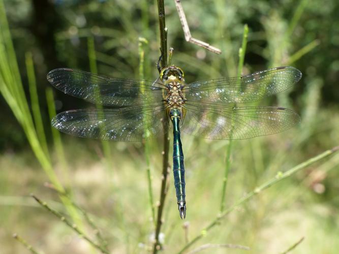 Cordulie métallique - Somatochlora metallica © Pierre Grisvard