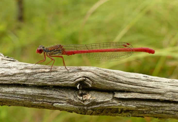 Agrion délicat - Ceriagrion tenellum © Pierre Grisvard