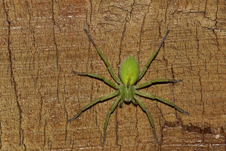 Micrommata ligurinum - Ordan-Laroque (Gers) © Laurent Barthe