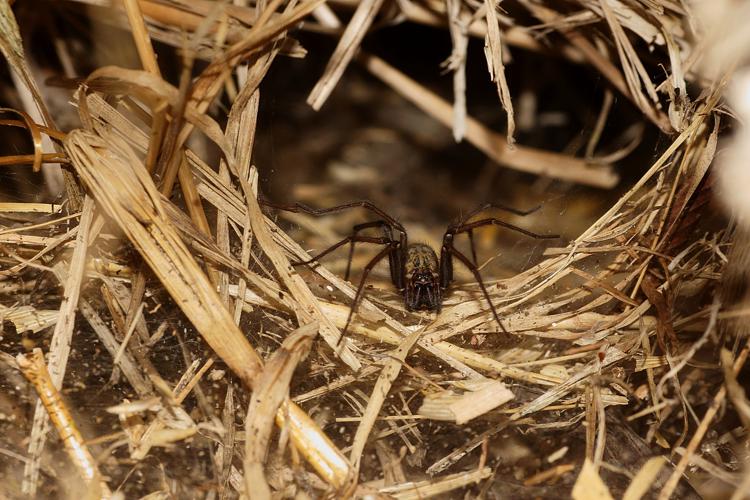 Tegenaria gr. atrica - Ordan-Larroque (Gers) © Laurent Barthe