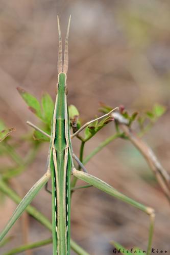 Acrida ungarica, sept. 2016, Vauvert (30) © Ghislain Riou